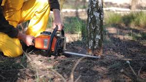 Best Organic Lawn Care Solutions  in West Babylon, NY