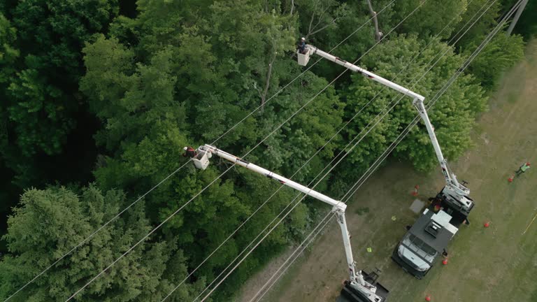 Best Commercial Tree Services  in West Babylon, NY