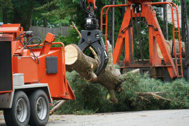 How Our Tree Care Process Works  in  West Babylon, NY