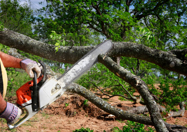Best Fruit Tree Pruning  in West Babylon, NY
